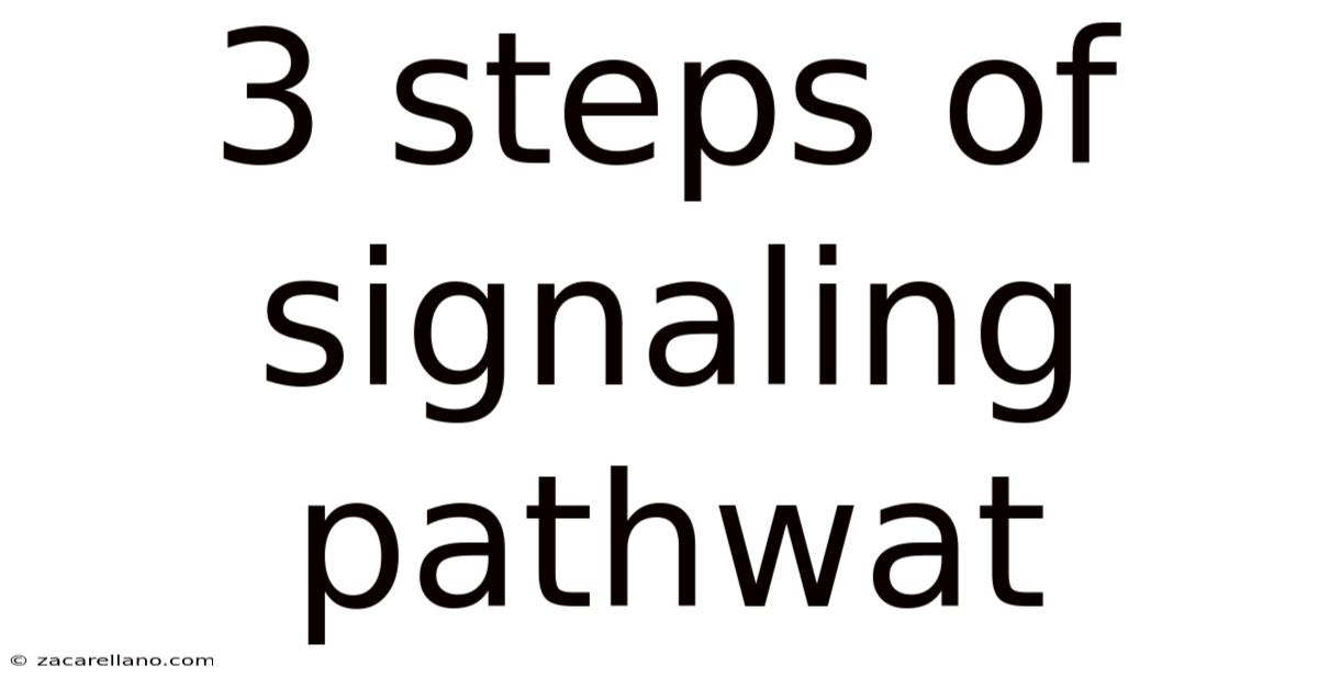 3 Steps Of Signaling Pathwat