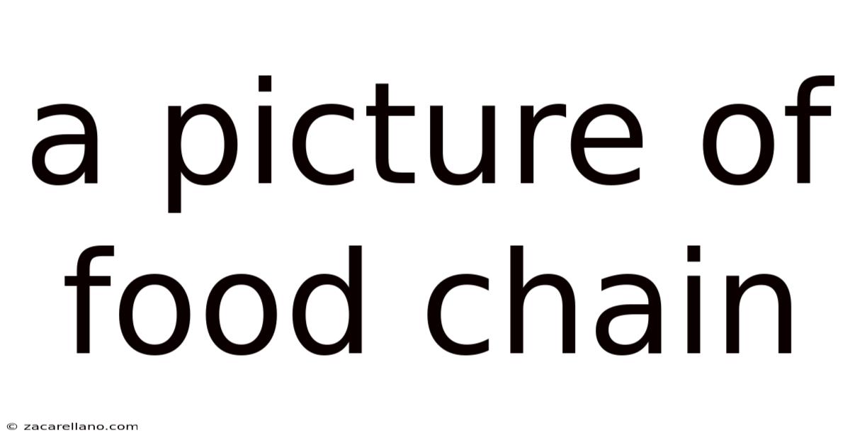 A Picture Of Food Chain