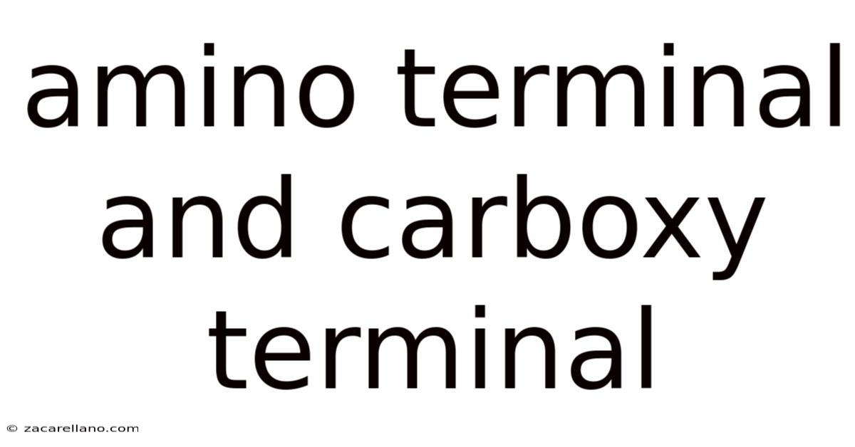 Amino Terminal And Carboxy Terminal