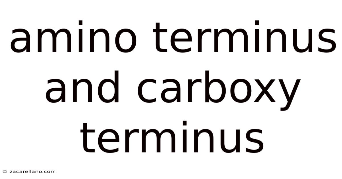 Amino Terminus And Carboxy Terminus