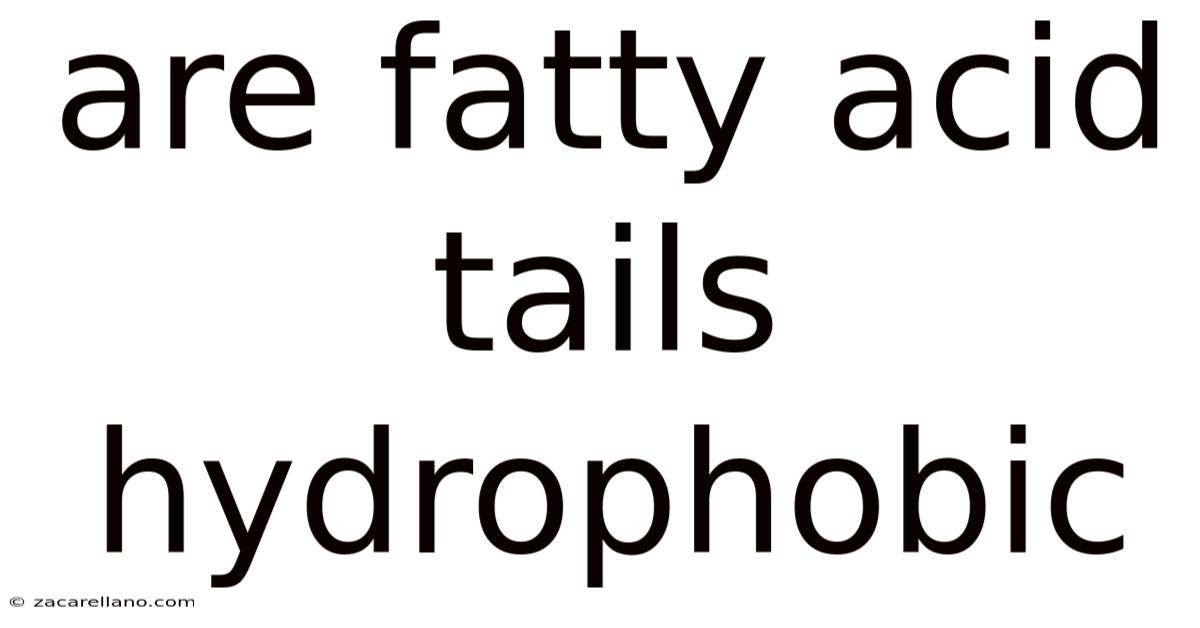 Are Fatty Acid Tails Hydrophobic