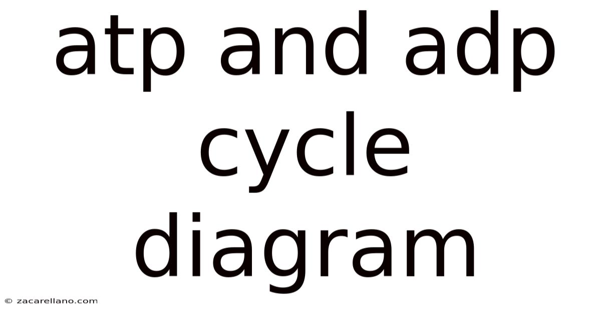 Atp And Adp Cycle Diagram