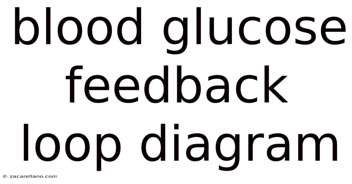 Blood Glucose Feedback Loop Diagram