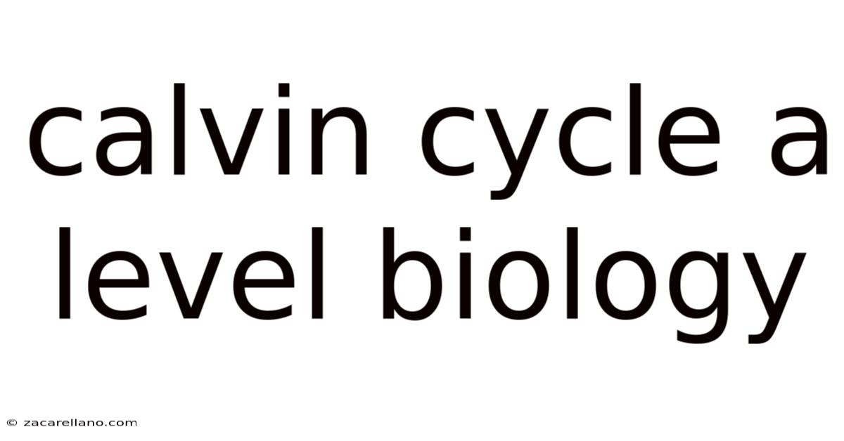 Calvin Cycle A Level Biology