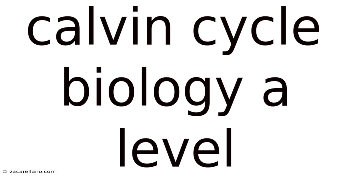 Calvin Cycle Biology A Level