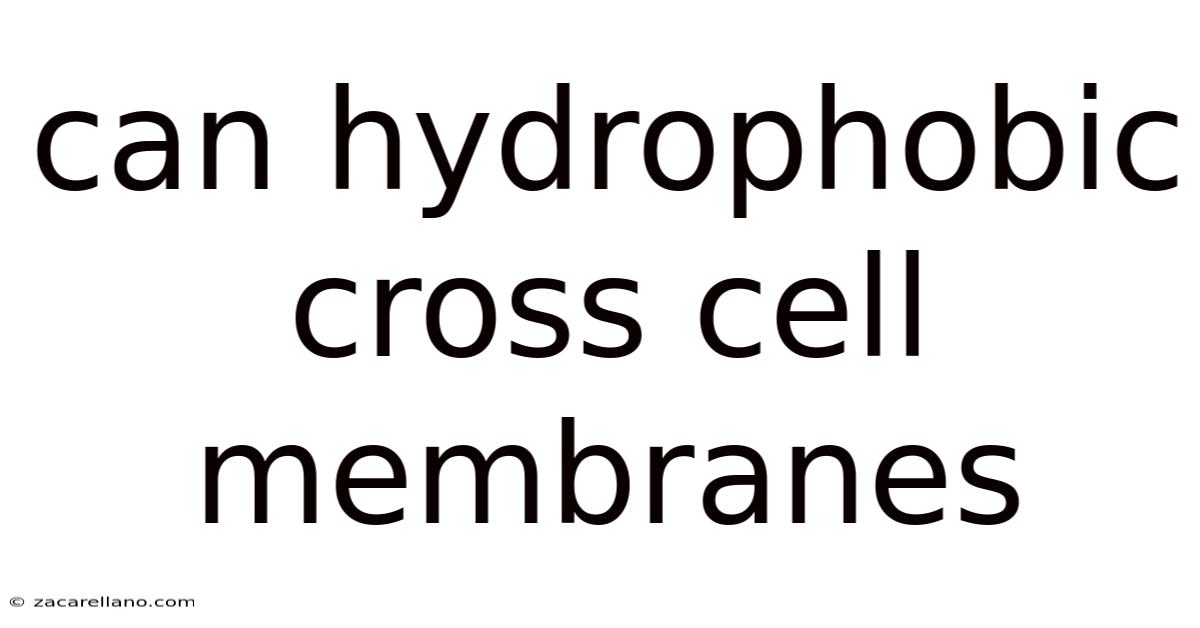 Can Hydrophobic Cross Cell Membranes