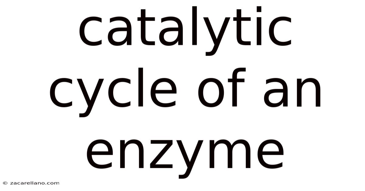 Catalytic Cycle Of An Enzyme
