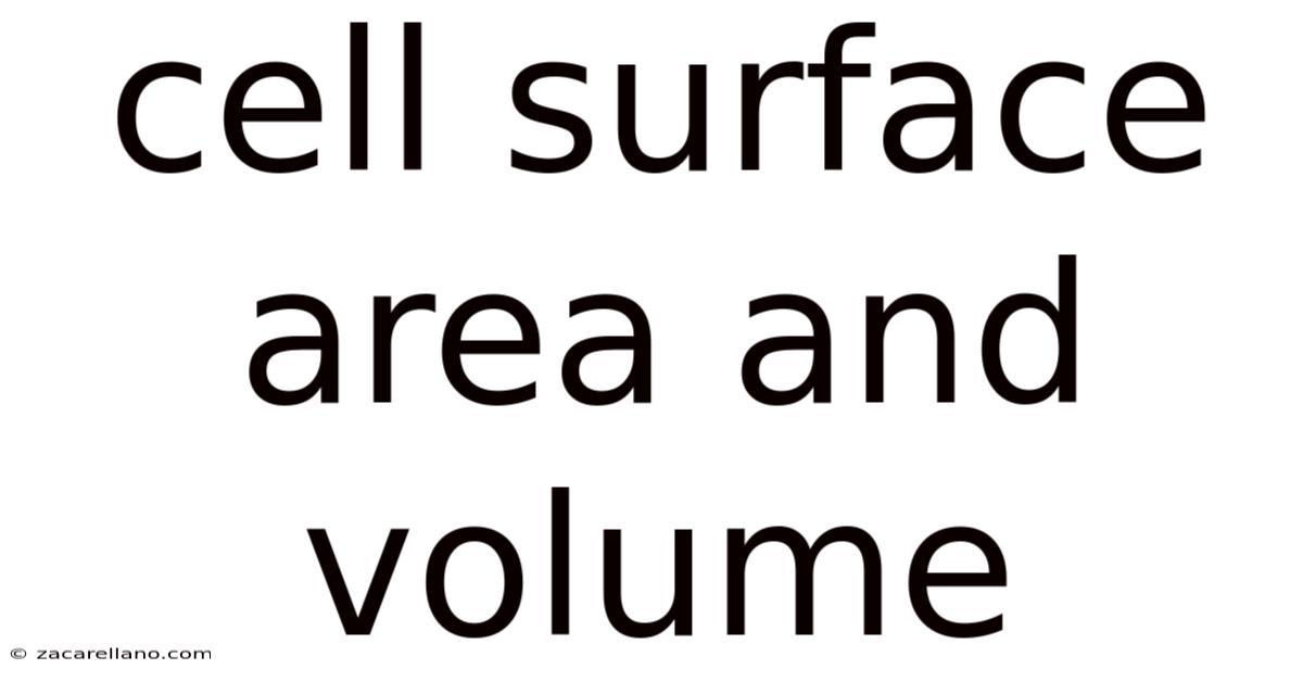 Cell Surface Area And Volume