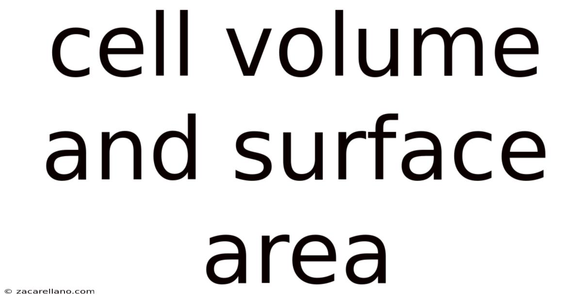 Cell Volume And Surface Area