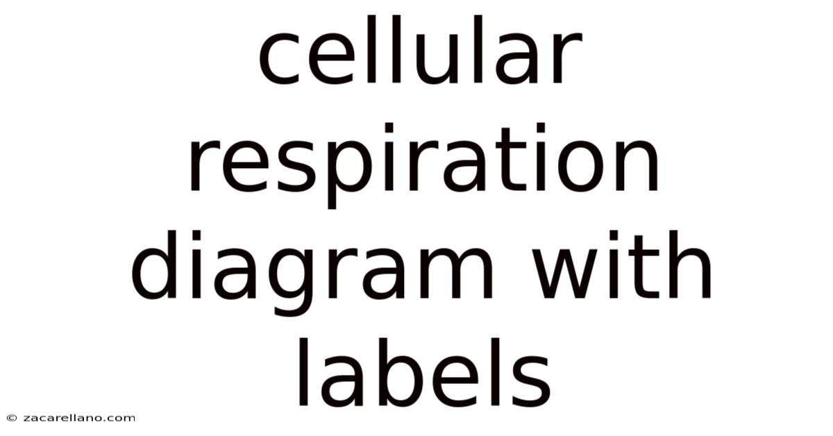 Cellular Respiration Diagram With Labels