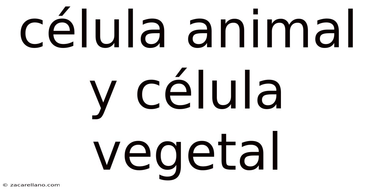 Célula Animal Y Célula Vegetal