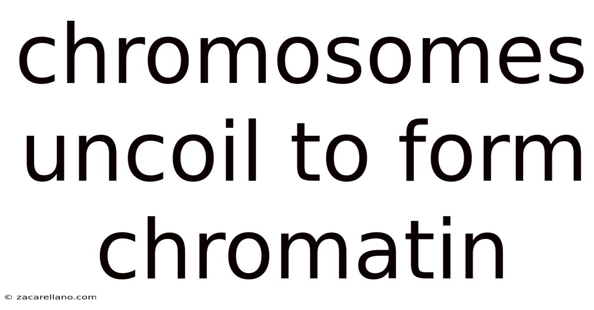 Chromosomes Uncoil To Form Chromatin
