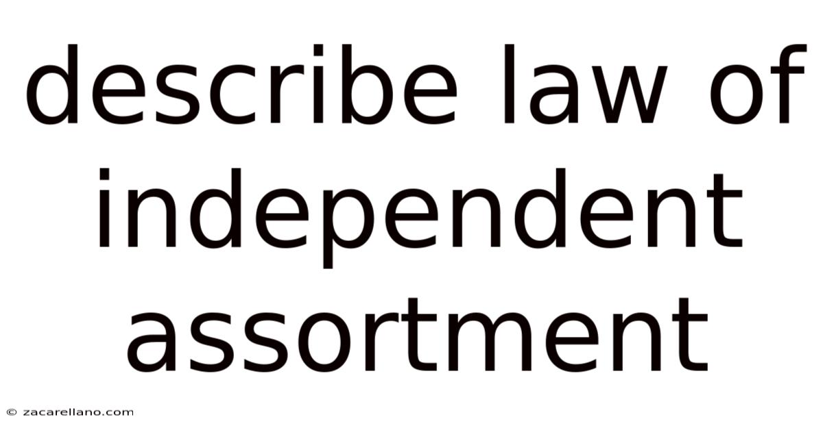 Describe Law Of Independent Assortment