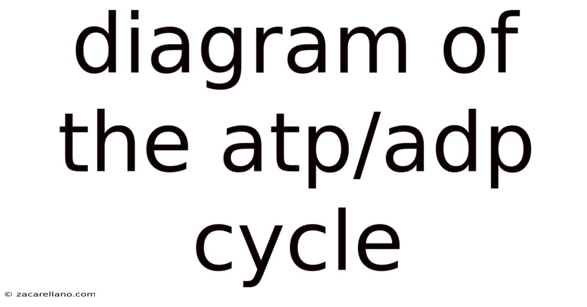 Diagram Of The Atp/adp Cycle