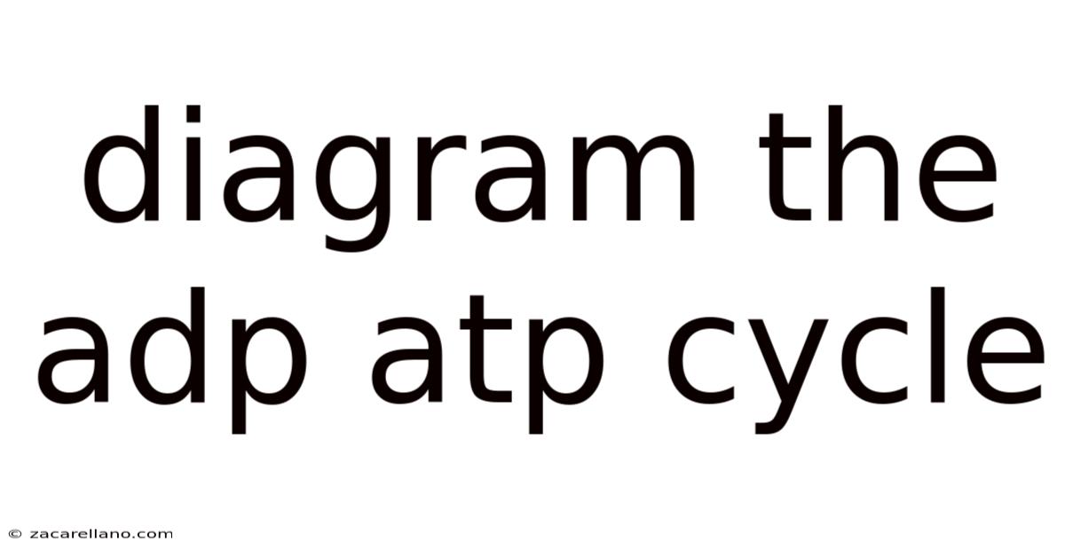 Diagram The Adp Atp Cycle