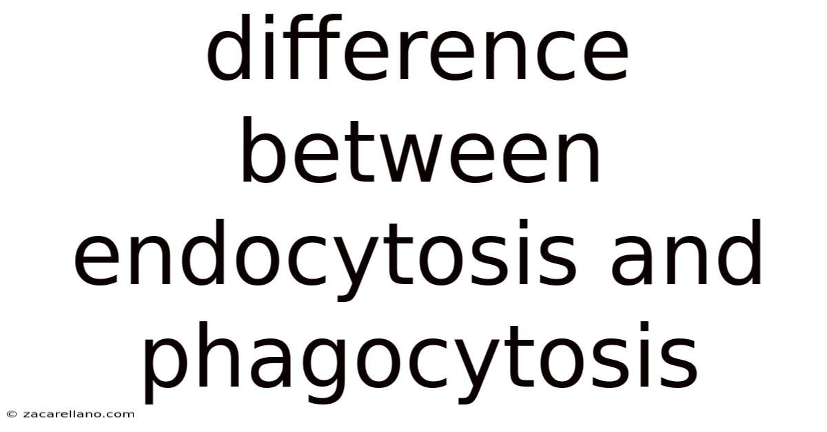 Difference Between Endocytosis And Phagocytosis