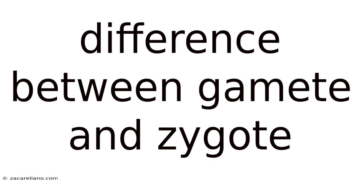 Difference Between Gamete And Zygote