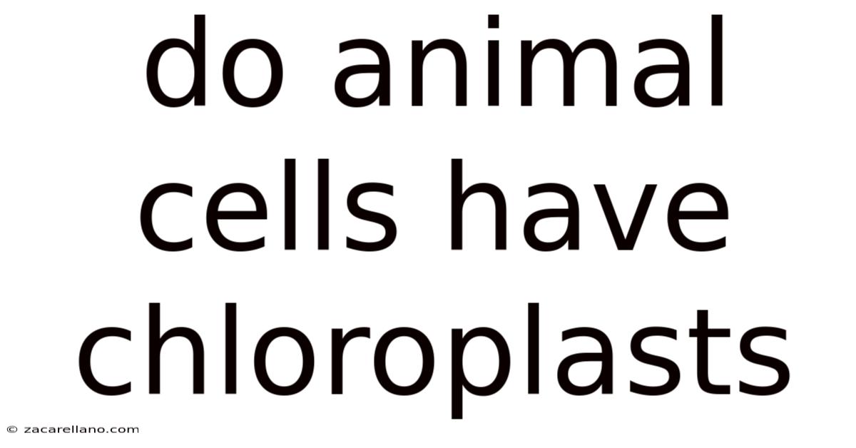Do Animal Cells Have Chloroplasts
