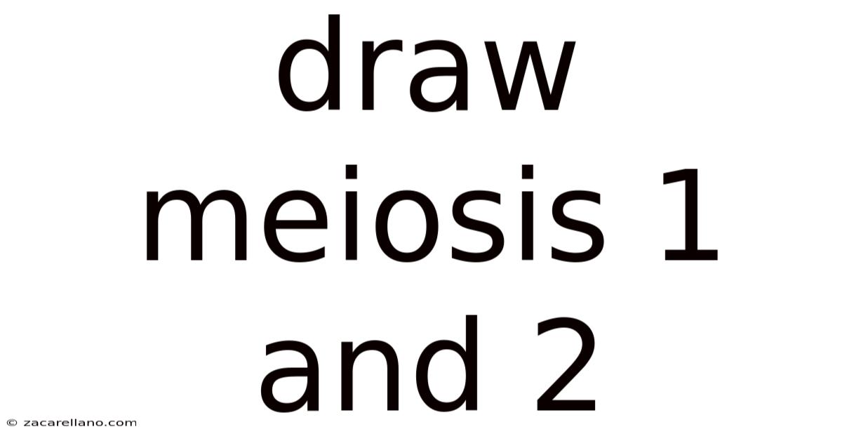 Draw Meiosis 1 And 2
