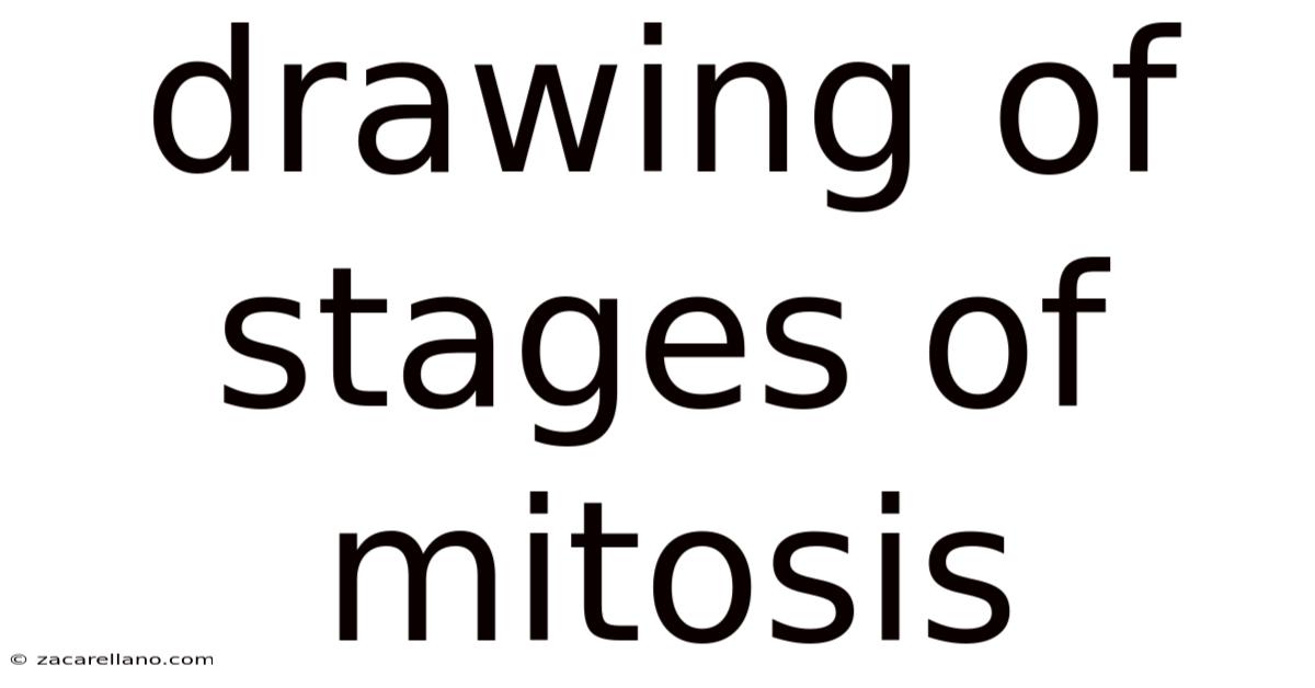 Drawing Of Stages Of Mitosis