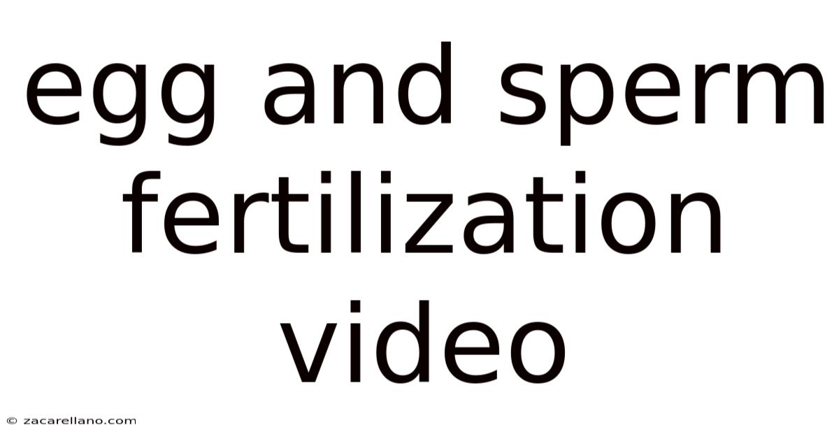 Egg And Sperm Fertilization Video