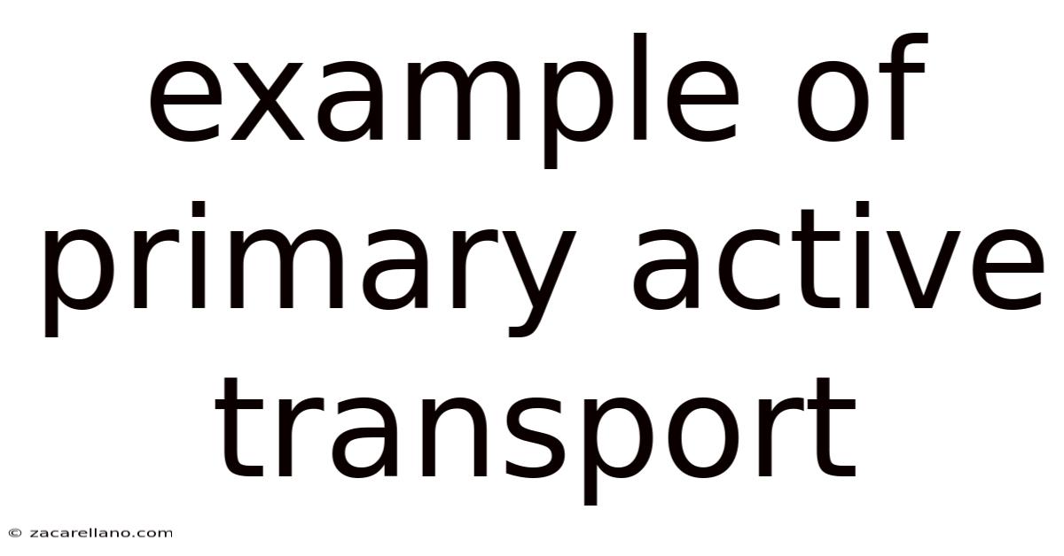 Example Of Primary Active Transport