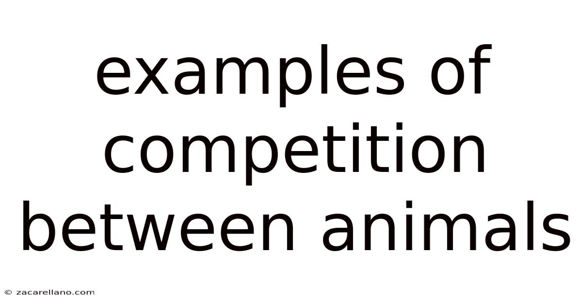 Examples Of Competition Between Animals