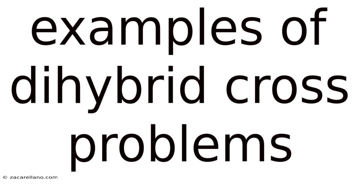 Examples Of Dihybrid Cross Problems