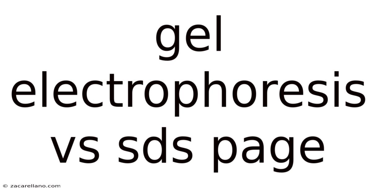 Gel Electrophoresis Vs Sds Page