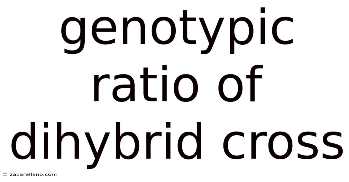 Genotypic Ratio Of Dihybrid Cross