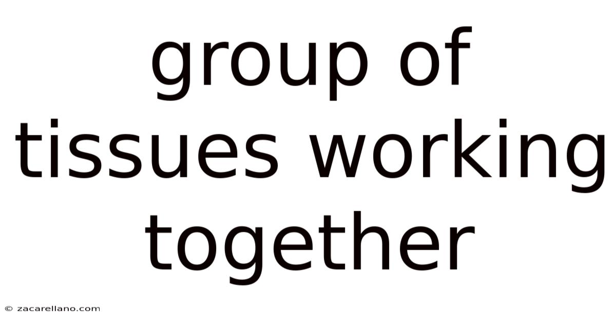 Group Of Tissues Working Together