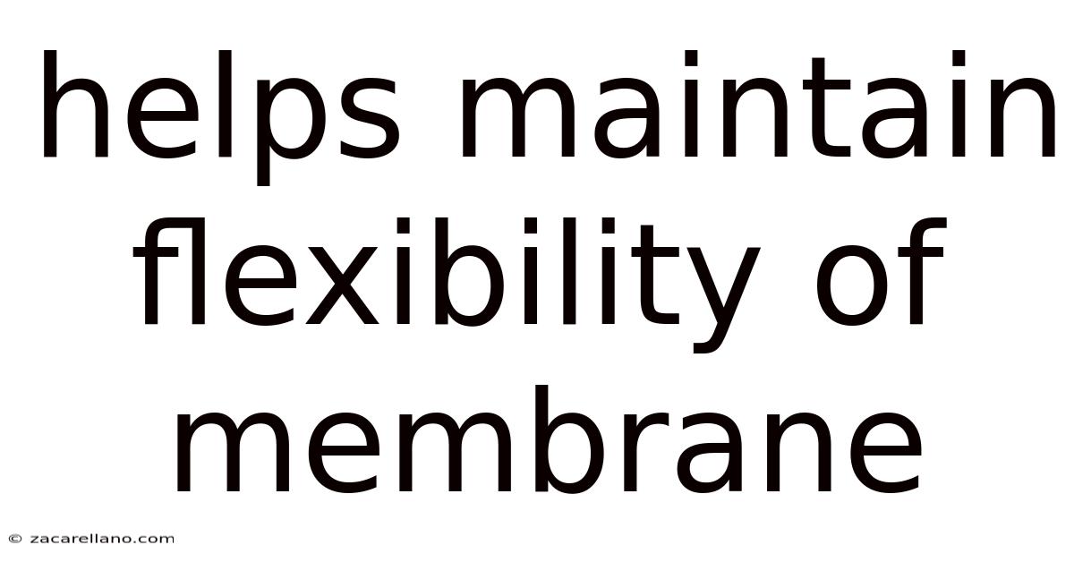 Helps Maintain Flexibility Of Membrane