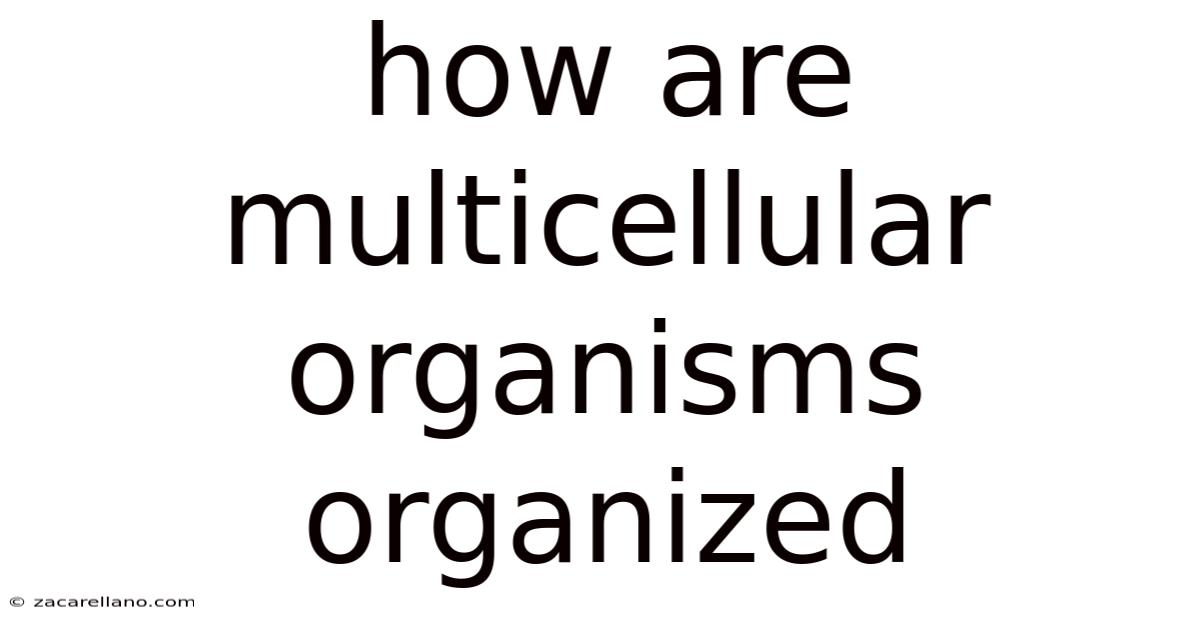 How Are Multicellular Organisms Organized