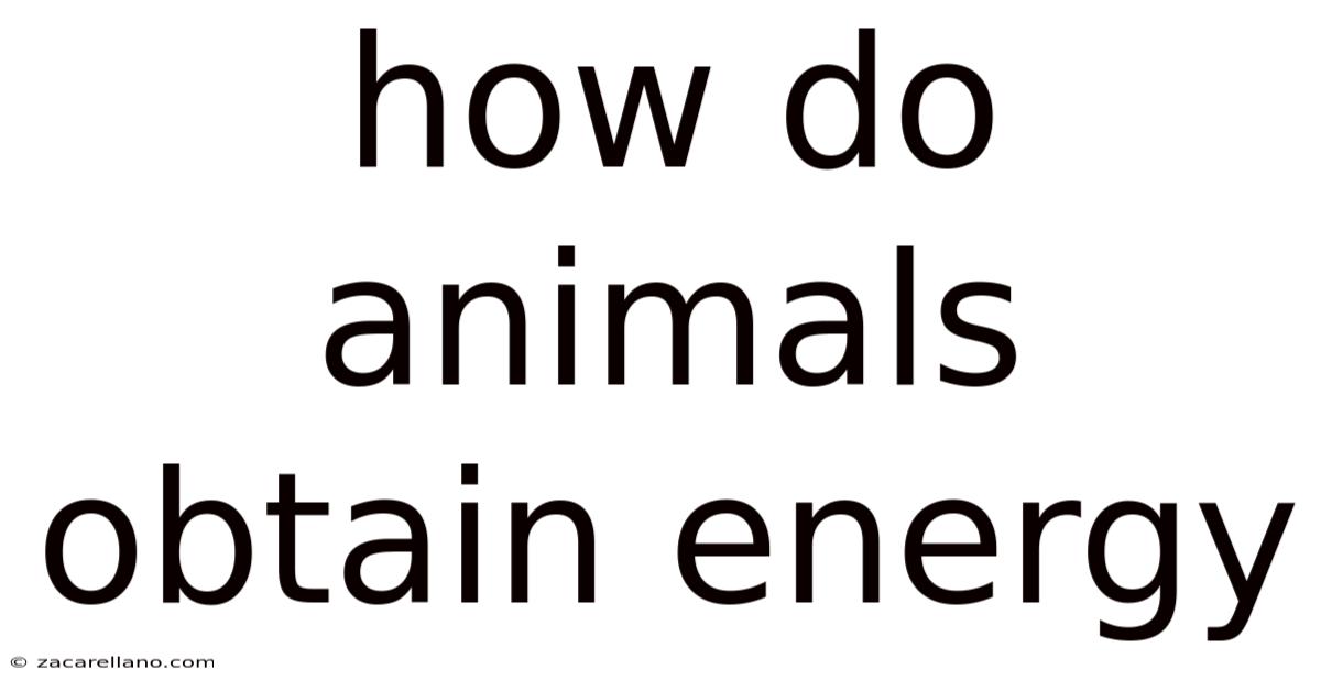 How Do Animals Obtain Energy