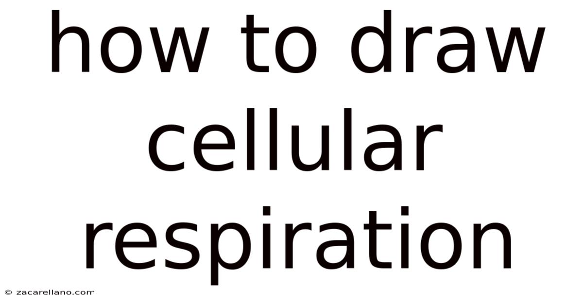 How To Draw Cellular Respiration