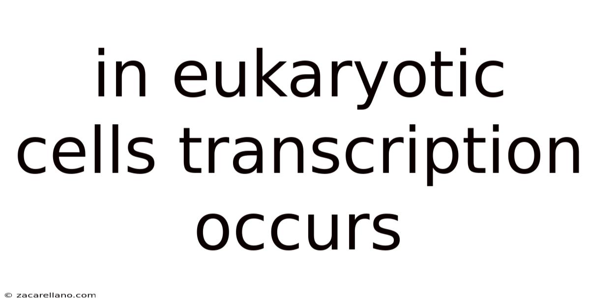 In Eukaryotic Cells Transcription Occurs