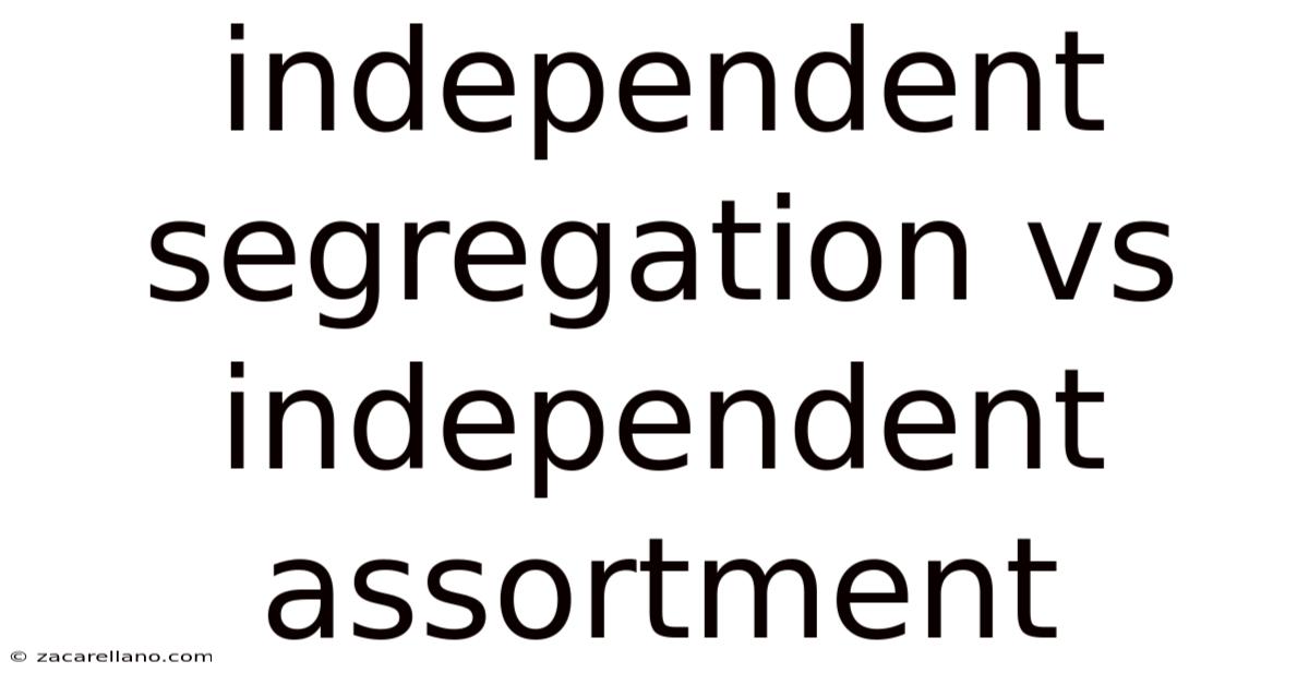 Independent Segregation Vs Independent Assortment