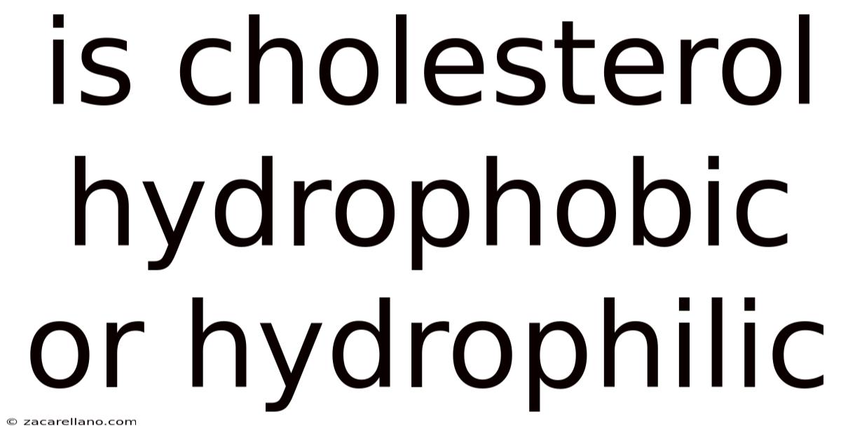Is Cholesterol Hydrophobic Or Hydrophilic