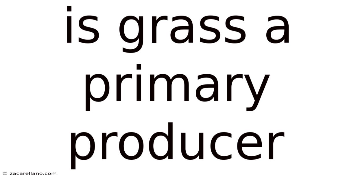 Is Grass A Primary Producer