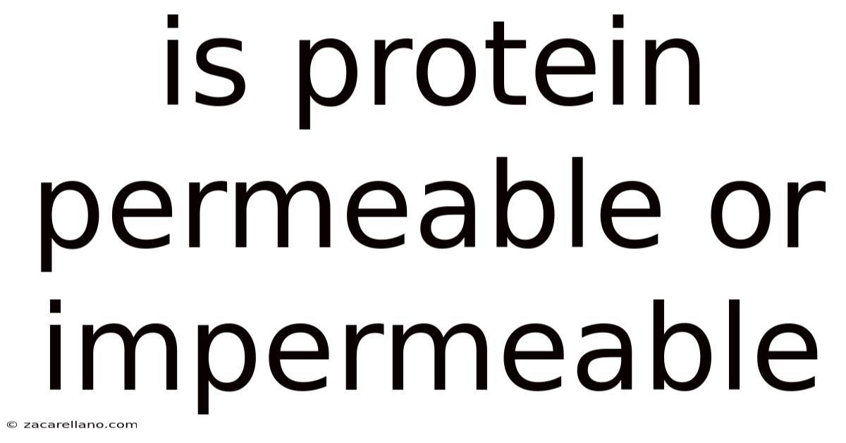 Is Protein Permeable Or Impermeable