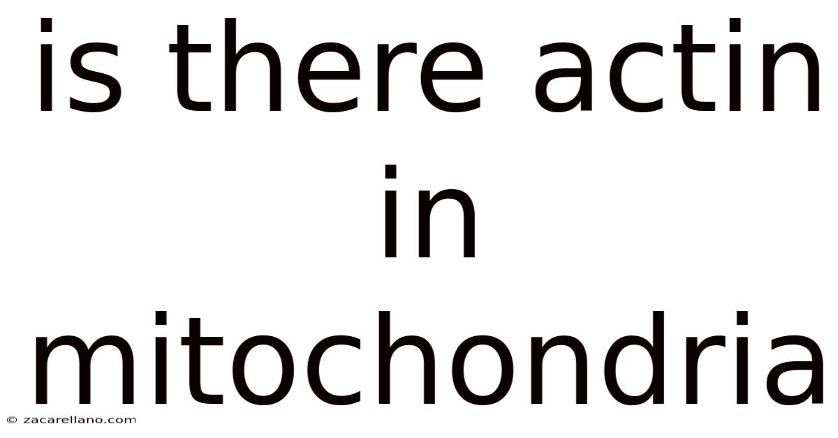 Is There Actin In Mitochondria