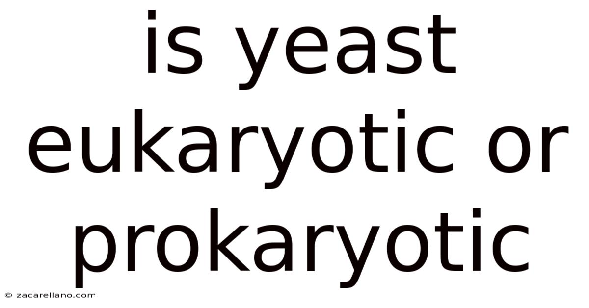 Is Yeast Eukaryotic Or Prokaryotic
