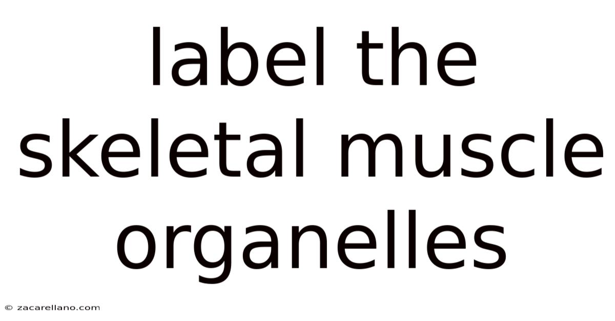 Label The Skeletal Muscle Organelles