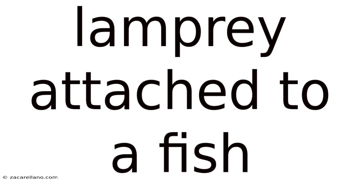 Lamprey Attached To A Fish