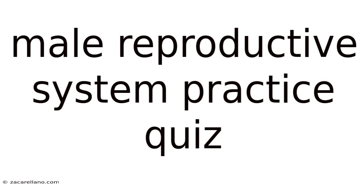 Male Reproductive System Practice Quiz