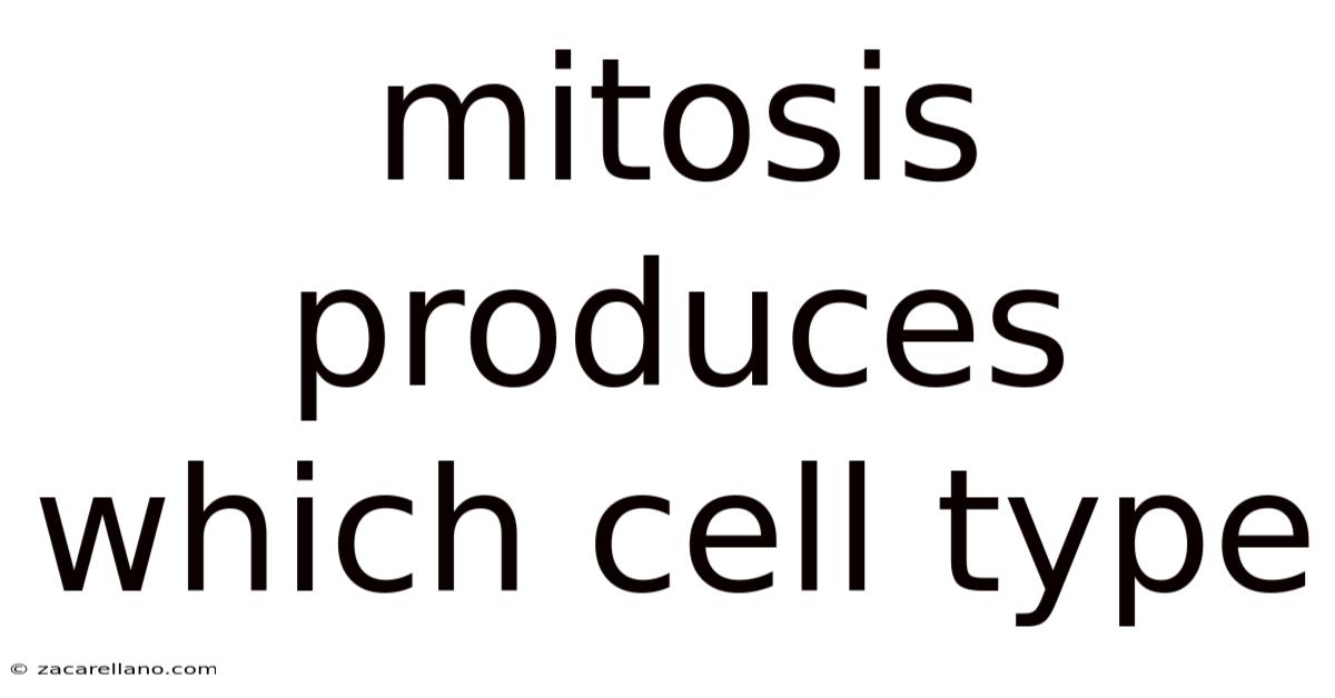 Mitosis Produces Which Cell Type