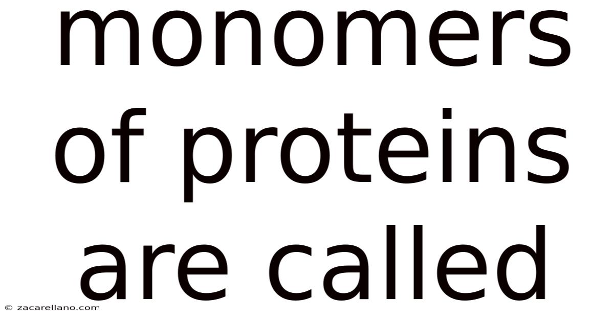 Monomers Of Proteins Are Called