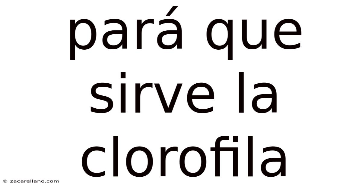 Pará Que Sirve La Clorofila