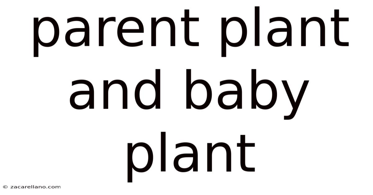 Parent Plant And Baby Plant