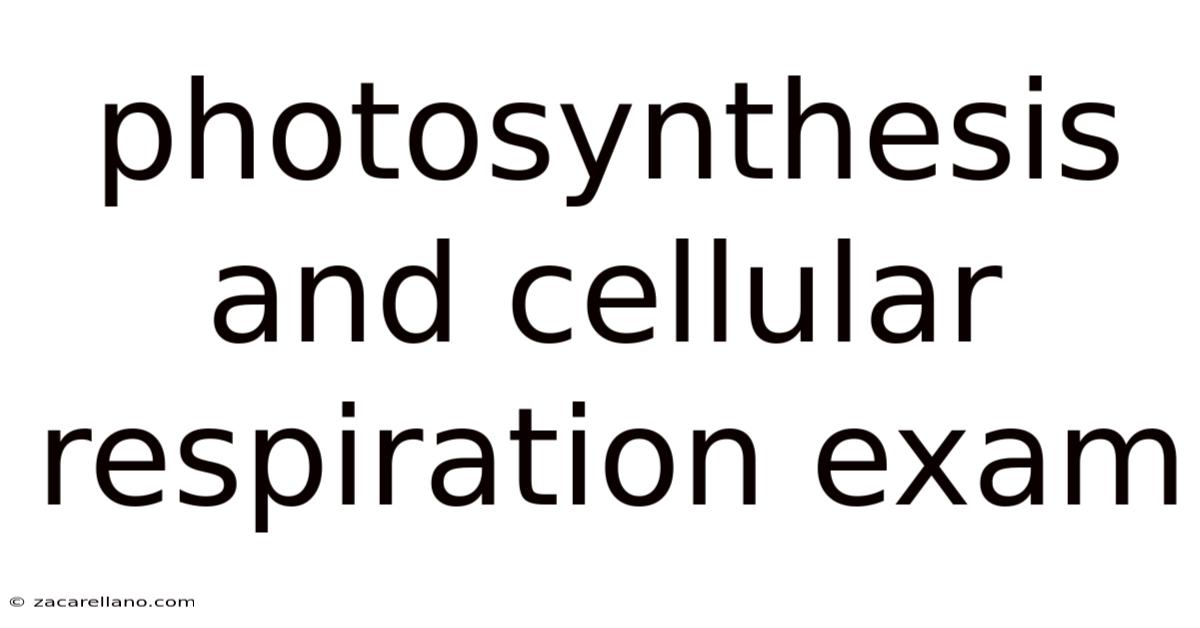 Photosynthesis And Cellular Respiration Exam